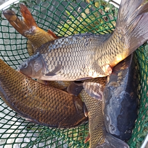 Vysazení 300 kg kapra</b>